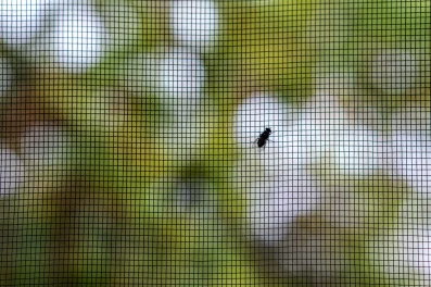 closeup-of-a-fly-on-the-mesh-patterned-protective-2023-11-27-05-15-29-utc-min (1)